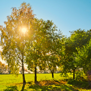 Gedenkbaum-Gruppe von test für Marion Würth 