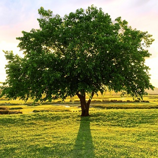 Gedenkbaum von Familie Sally & Thomas Nabbe für Julian Kotte 