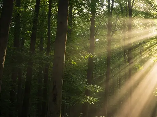 Gedenkbaum gepflanzt in einem Waldgebiet in Ihrer Nähe