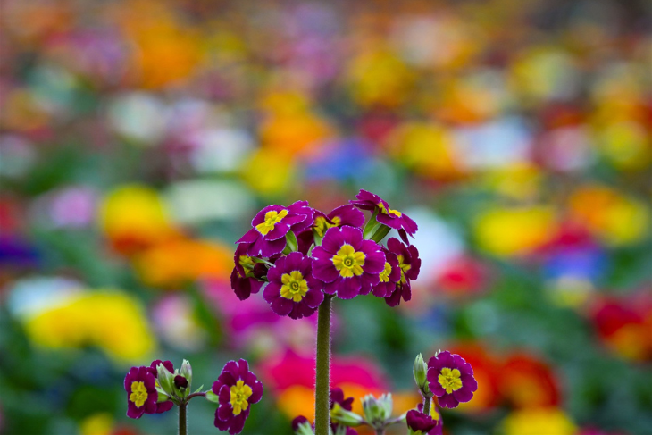 Mit diesen Pflanzen kehrt auf dem Grab das Frühjahr ein